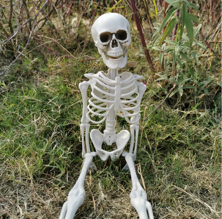 Realistic Halloween Skeleton